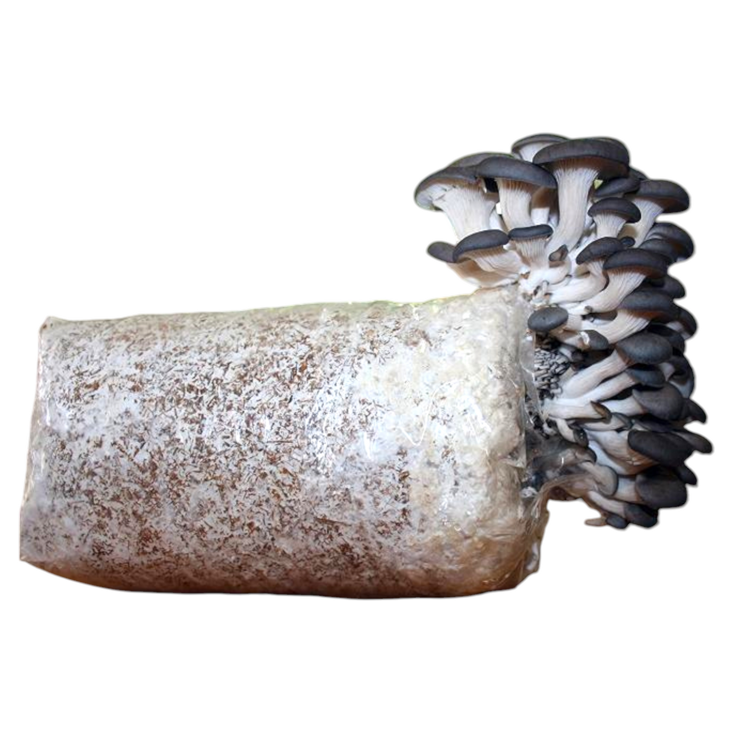 Black pearl oyster grow kit