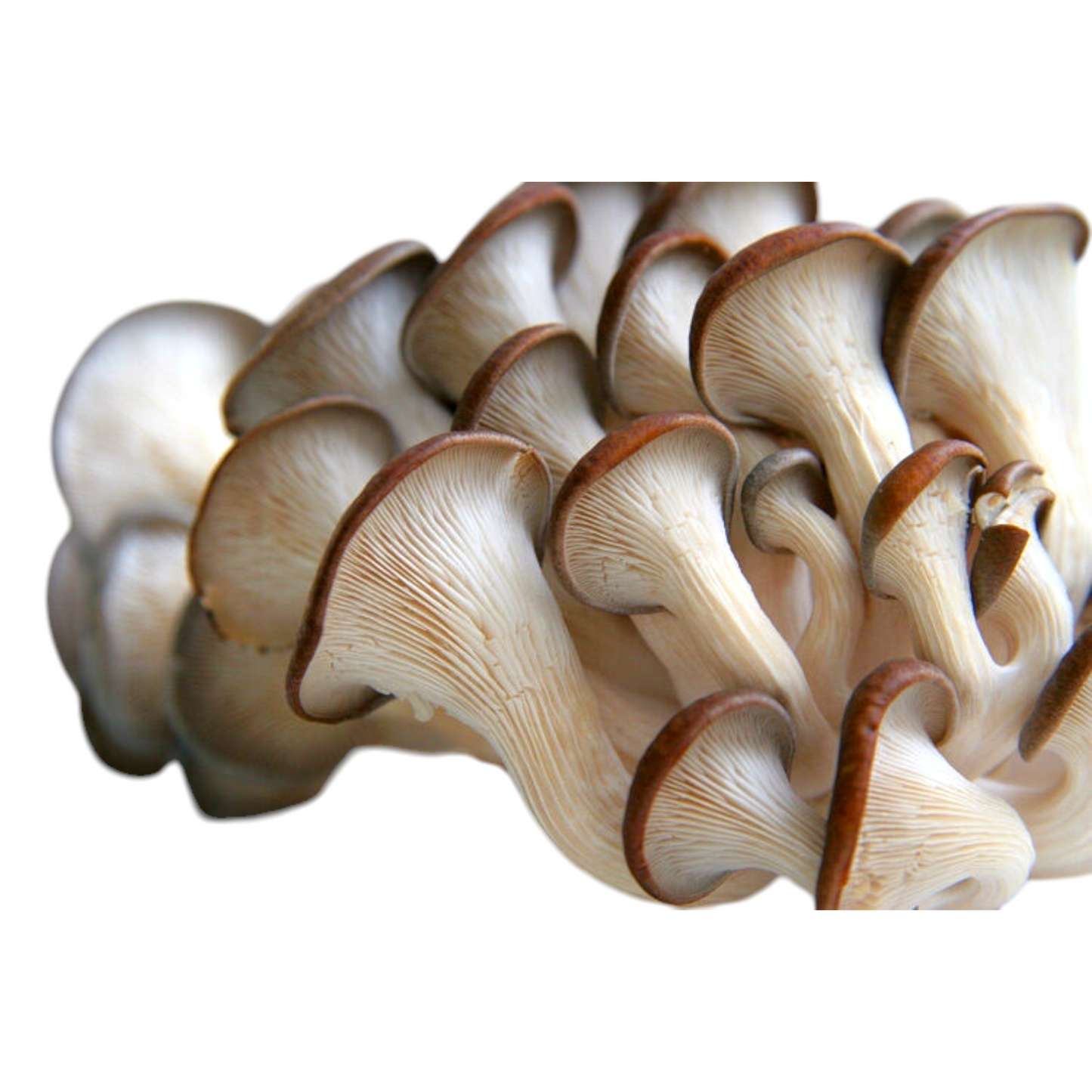 Brown oyster grow kit