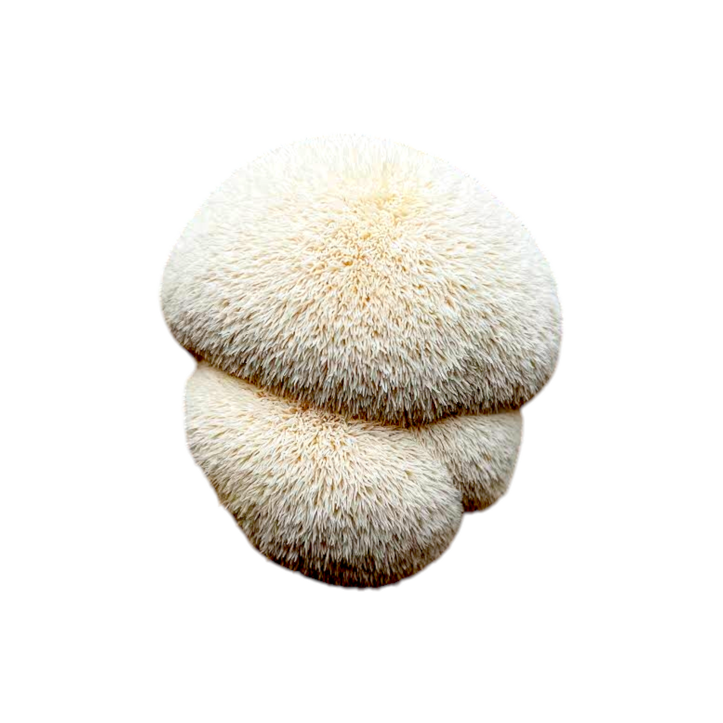 Lions mane grow kit