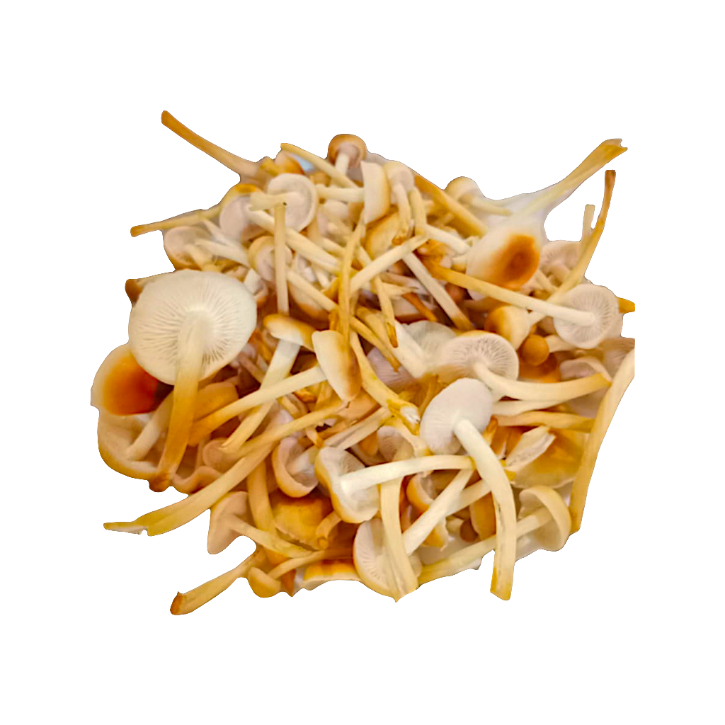 Golden Enoki grow kit