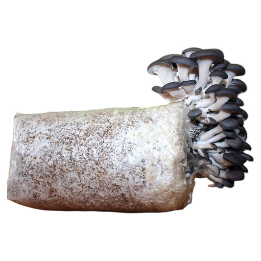 Black pearl oyster grow kit