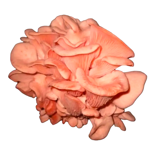 Pink oyster grow kit