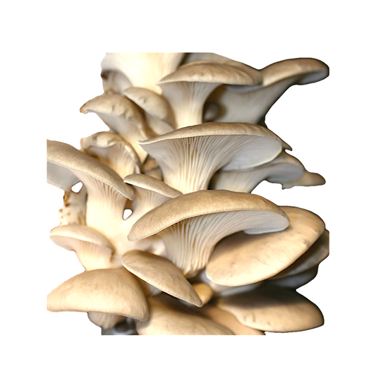 Grey oyster grow kit