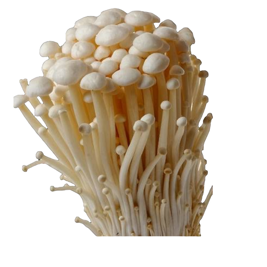 White Enoki grow kit