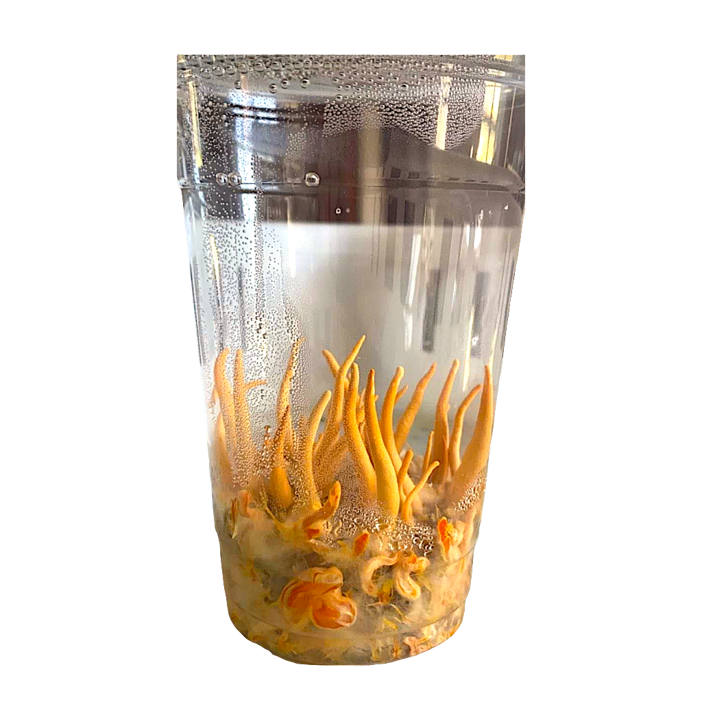 Cordyceps grow kit