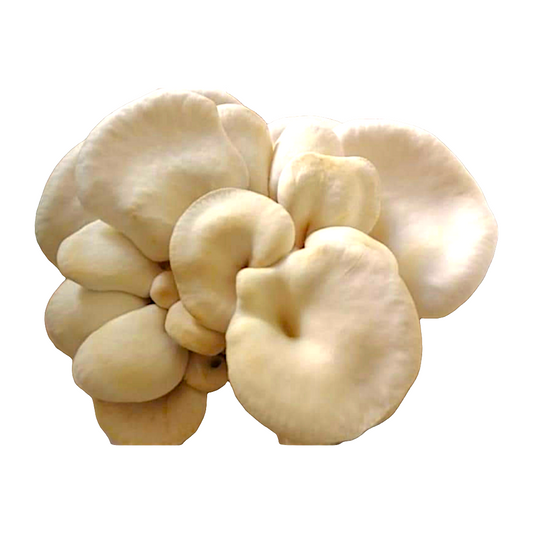 White oyster grow kit