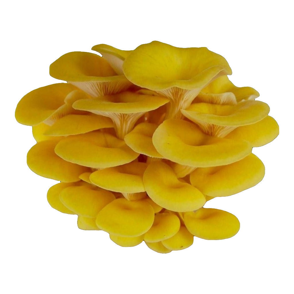 Yellow oyster grow kit