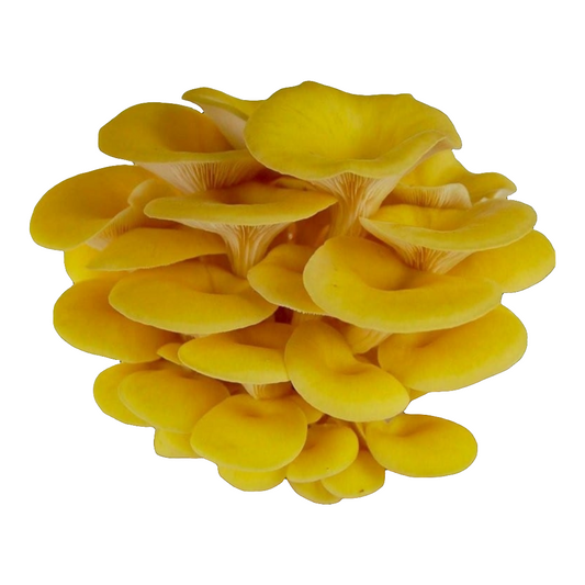 Yellow oyster grow kit