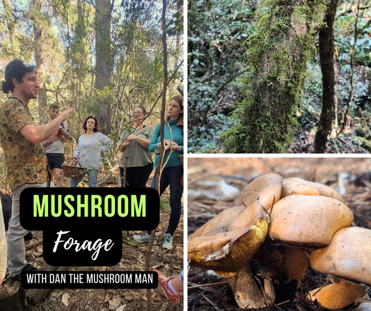 Mushroom forgaing tour & exotic soup